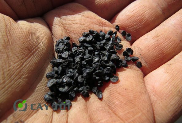 Hạt Giống Hành Tây