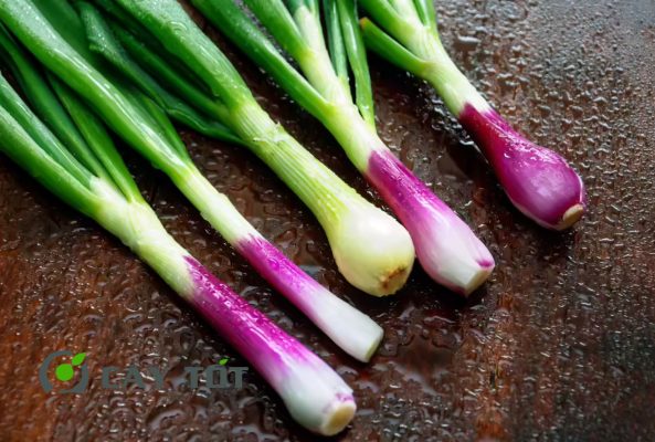 Hạt Giống Hành Tím