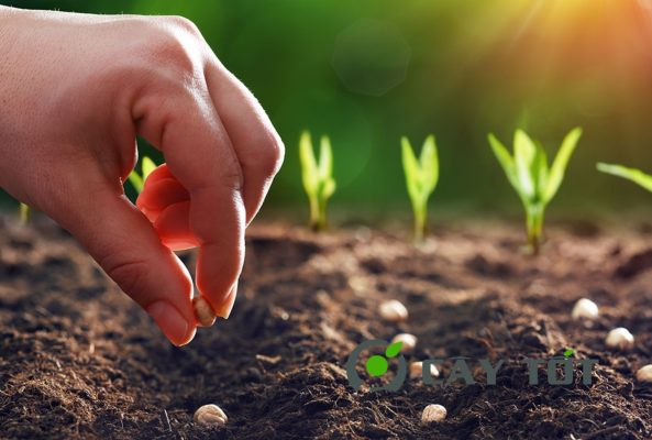 Hạt Giống Cây Trồng