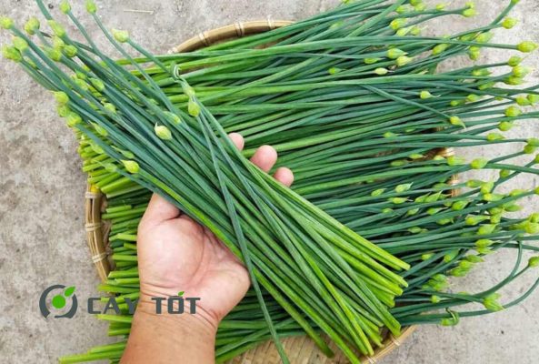 Hạt Giống Hẹ Nhật