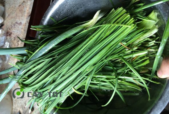 Hạt Giống Hẹ Cao Sản