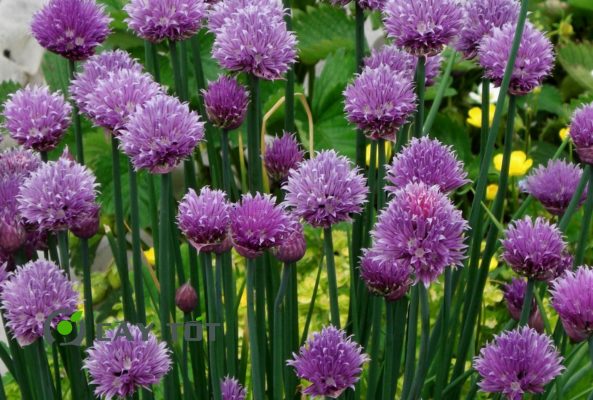 Hạt Giống Hẹ Tím