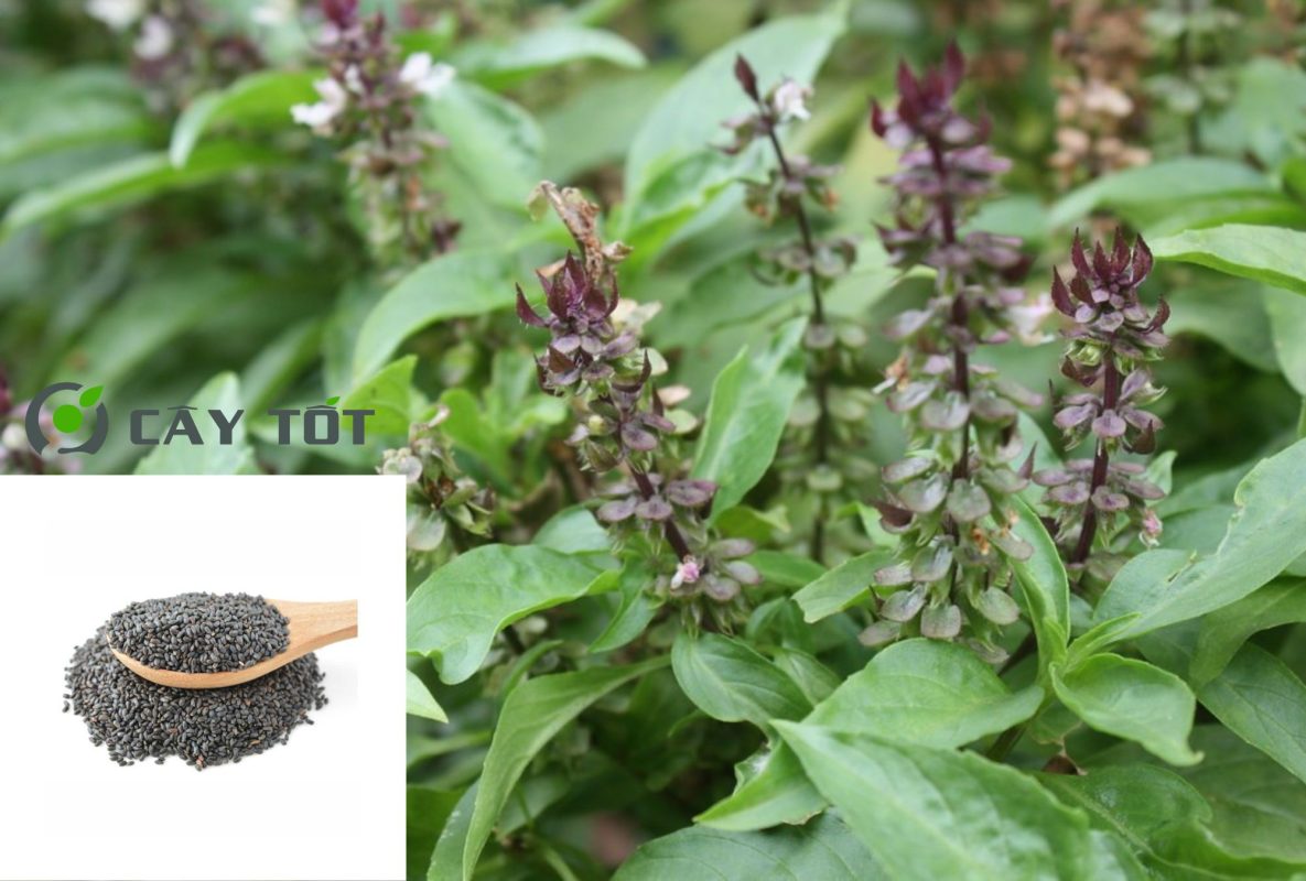 Hạt Giống Rau Húng Cây