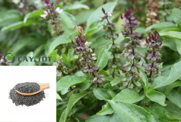 Hạt Giống Rau Húng Cây