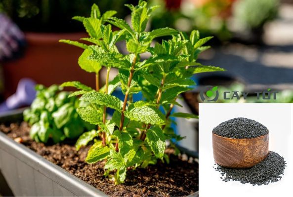 Hạt Giống Rau Húng Lủi