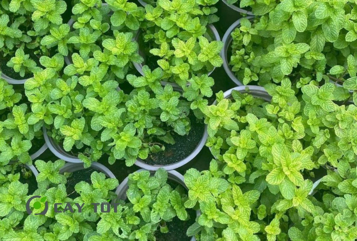 Hạt Giống Húng Lủi Thái