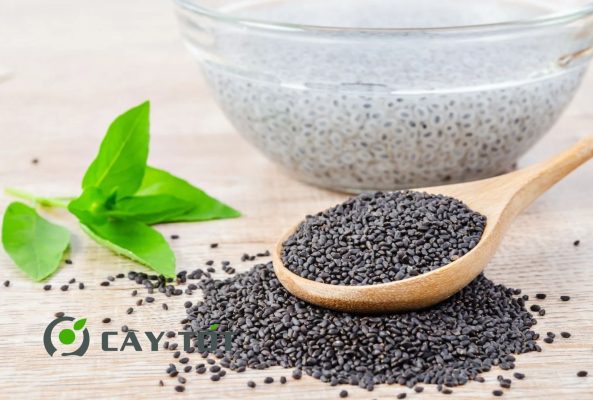 Hạt Giống Rau Húng Quế