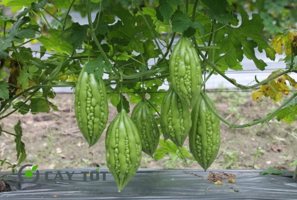 Hạt Giống Khổ Qua
