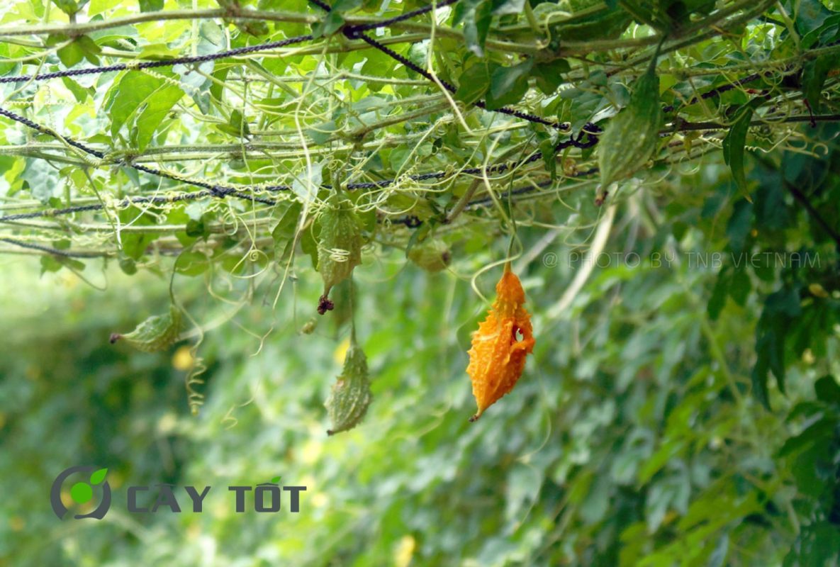 Hạt Giống Khổ Qua Rừng