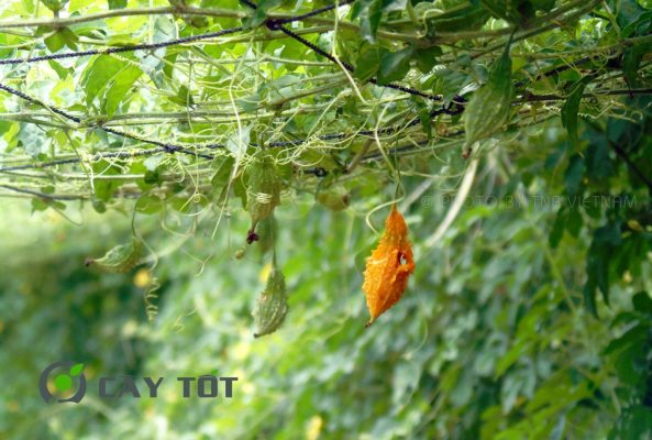 Hạt Giống Khổ Qua Rừng