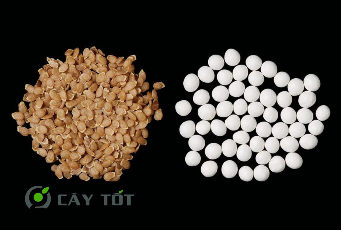 Hạt Giống Khoai Tây