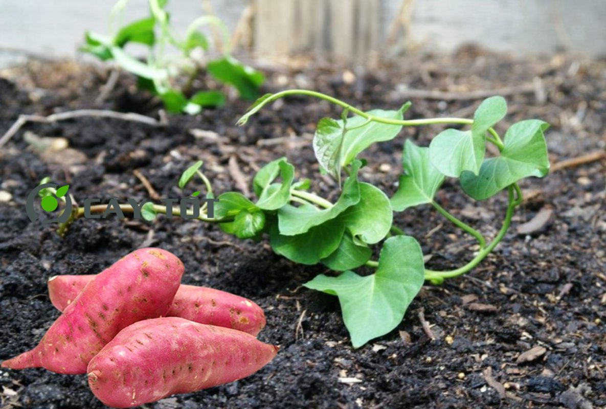 Hạt Giống Khoai Lang Nhật
