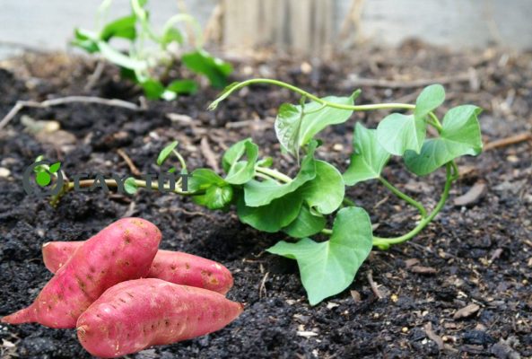 Hạt Giống Khoai Lang Nhật