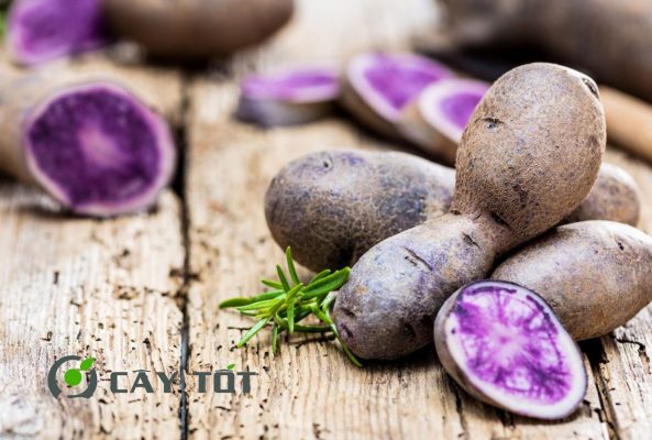 Hạt Giống Khoai Lang Tím