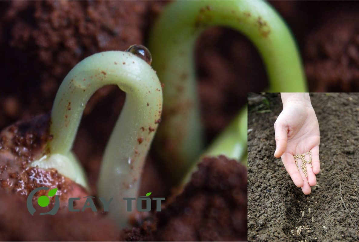 Hạt Giống Kinh Giới