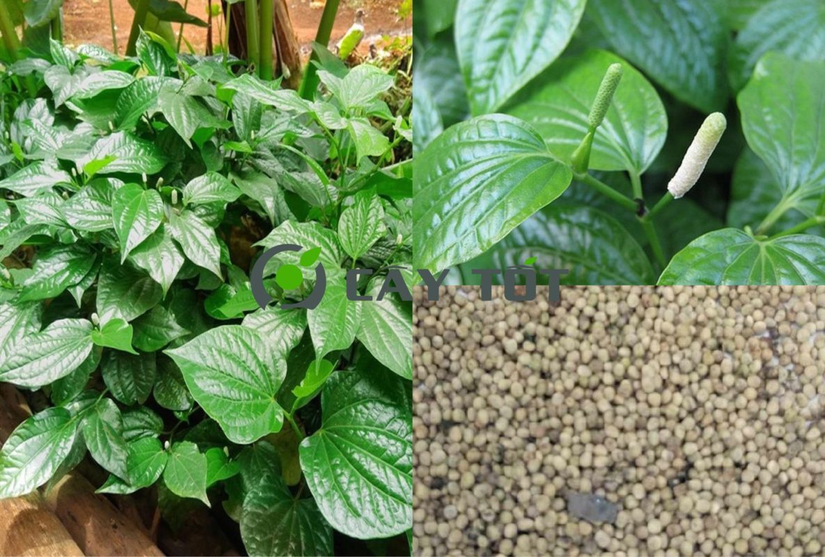 Hạt Giống Lá Lốt