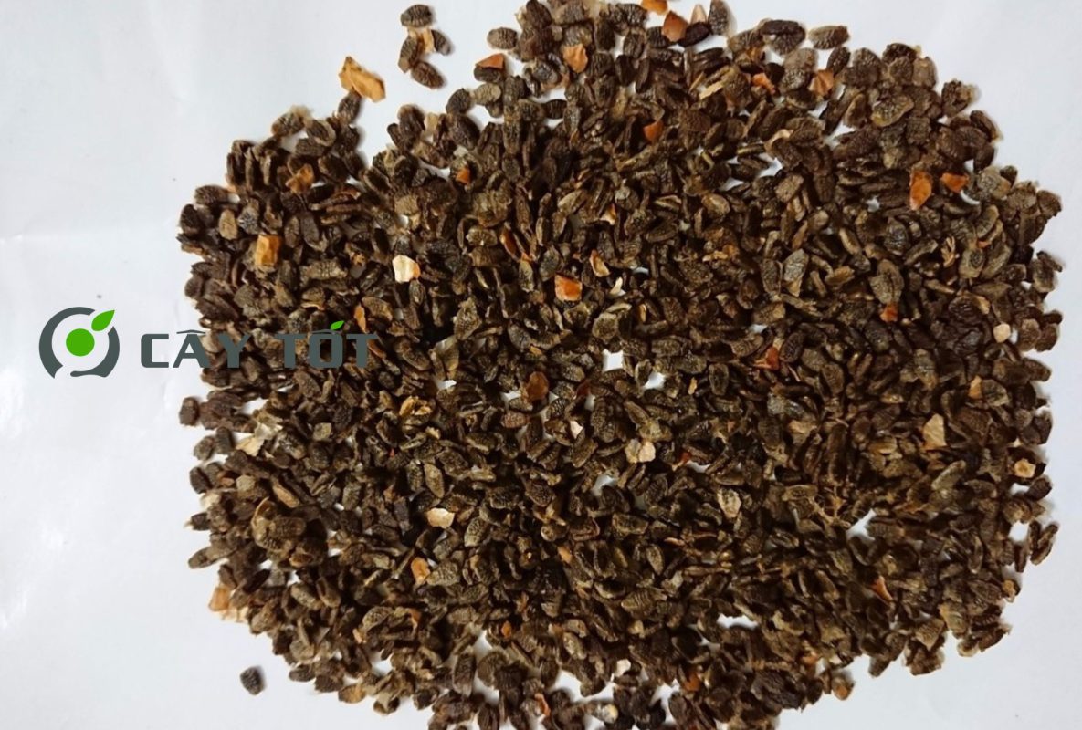 Hạt Giống Lạc Tiên