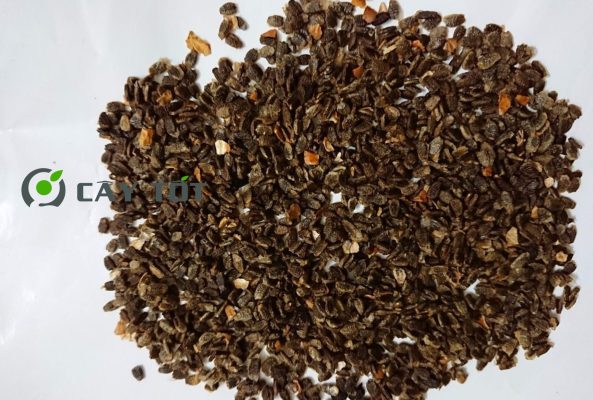 Hạt Giống Lạc Tiên