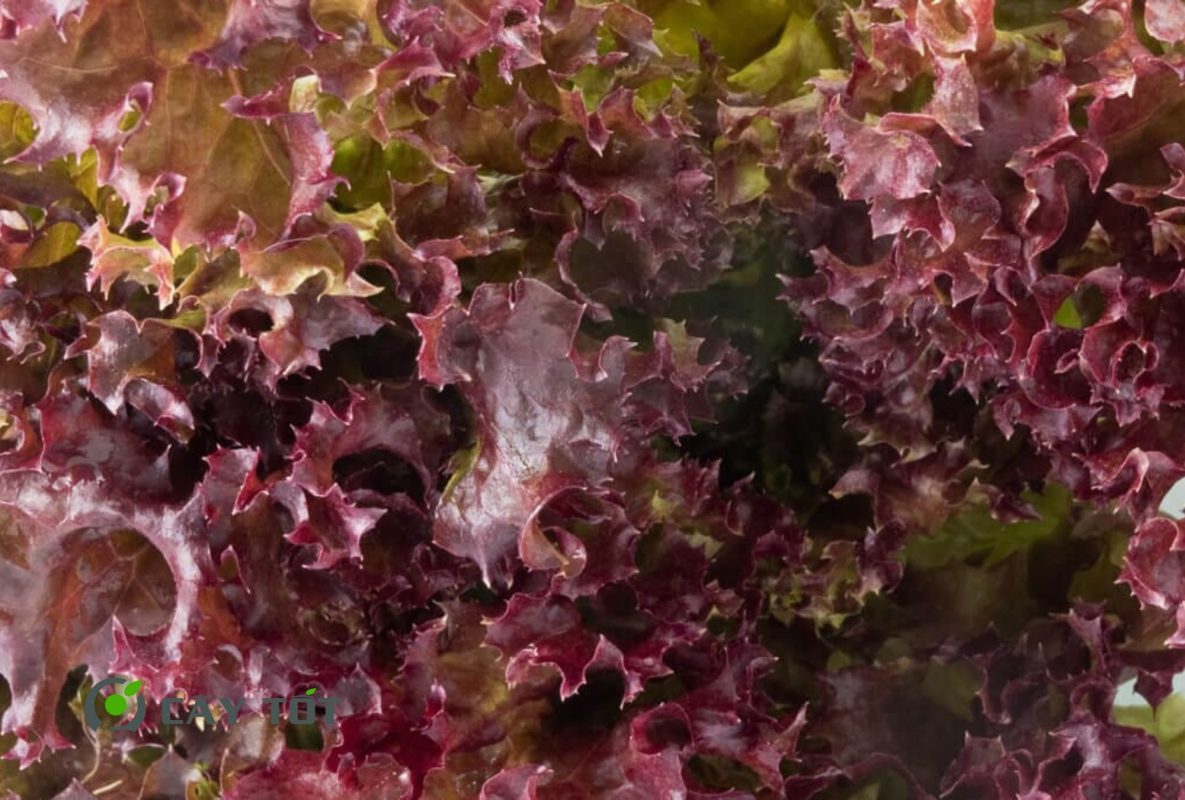 Hạt Giống Xà Lách Tím