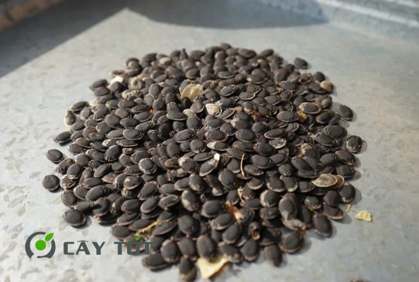Hạt Giống Mướp Hương