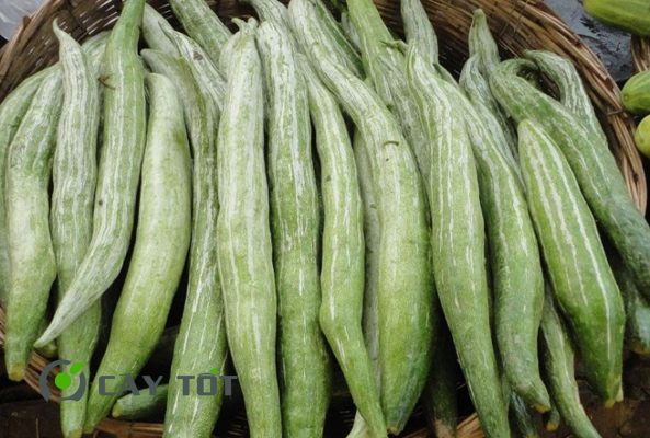 Hạt Giống Mướp Nhật