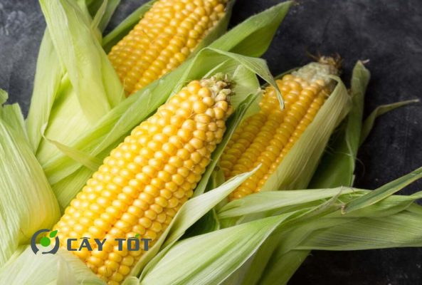 Hạt Giống Ngô Ngọt