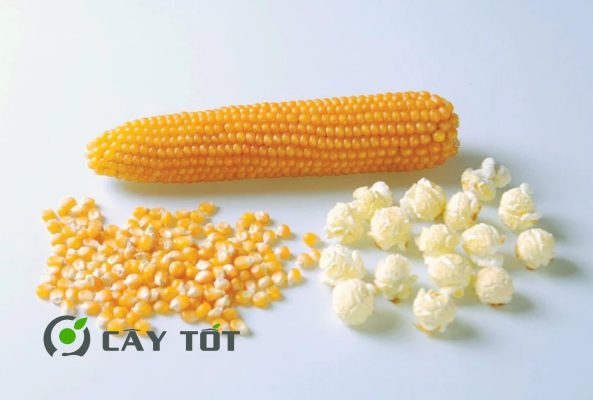 Hạt Giống Ngô Nổ