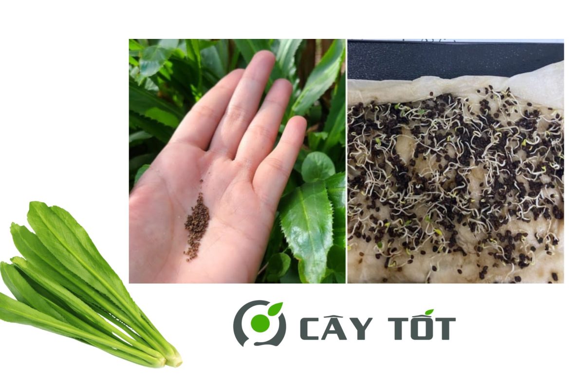 Hạt Giống Ngò Gai