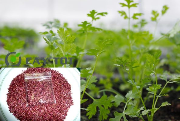 Hạt Giống Ngò Rí