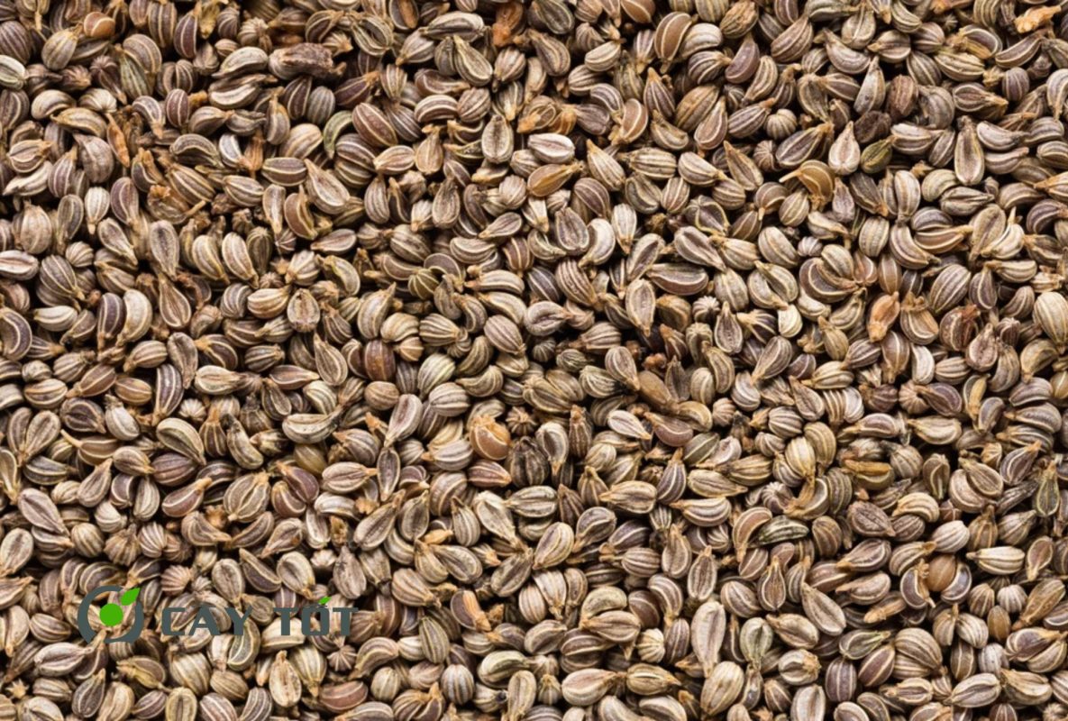 Hạt Giống Ngò Tây