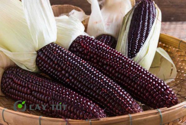 Hạt Giống Ngô Tím