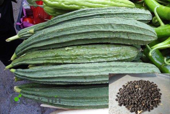 Hạt Giống Mướp Khía