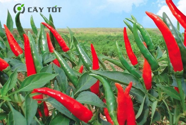 Hạt Giống Ớt Chỉ Thiên