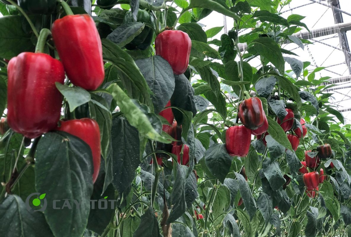 Hạt Giống Ớt Chuông Đỏ