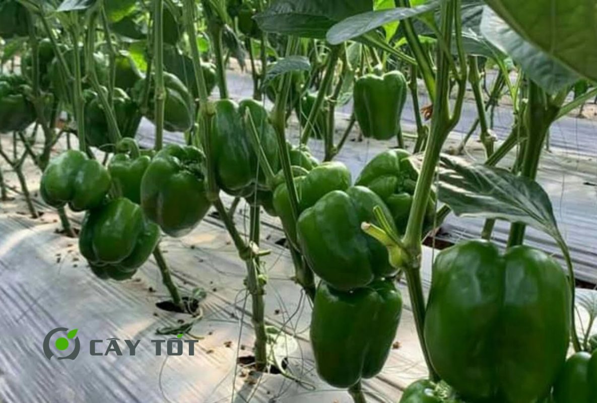Hạt Giống Ớt Chuông Xanh
