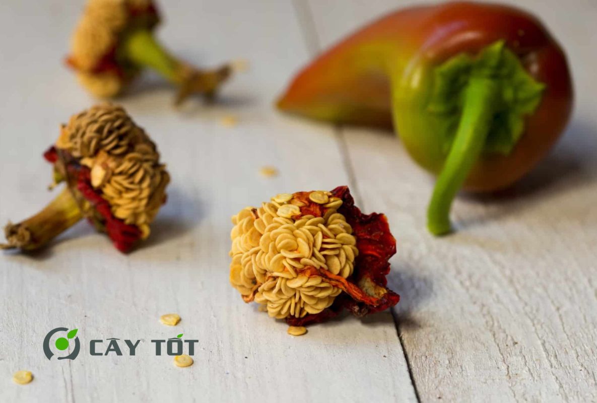 Hạt Giống Ớt Hiểm