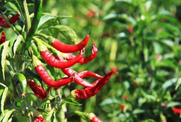 Hạt Giống Ớt Sừng