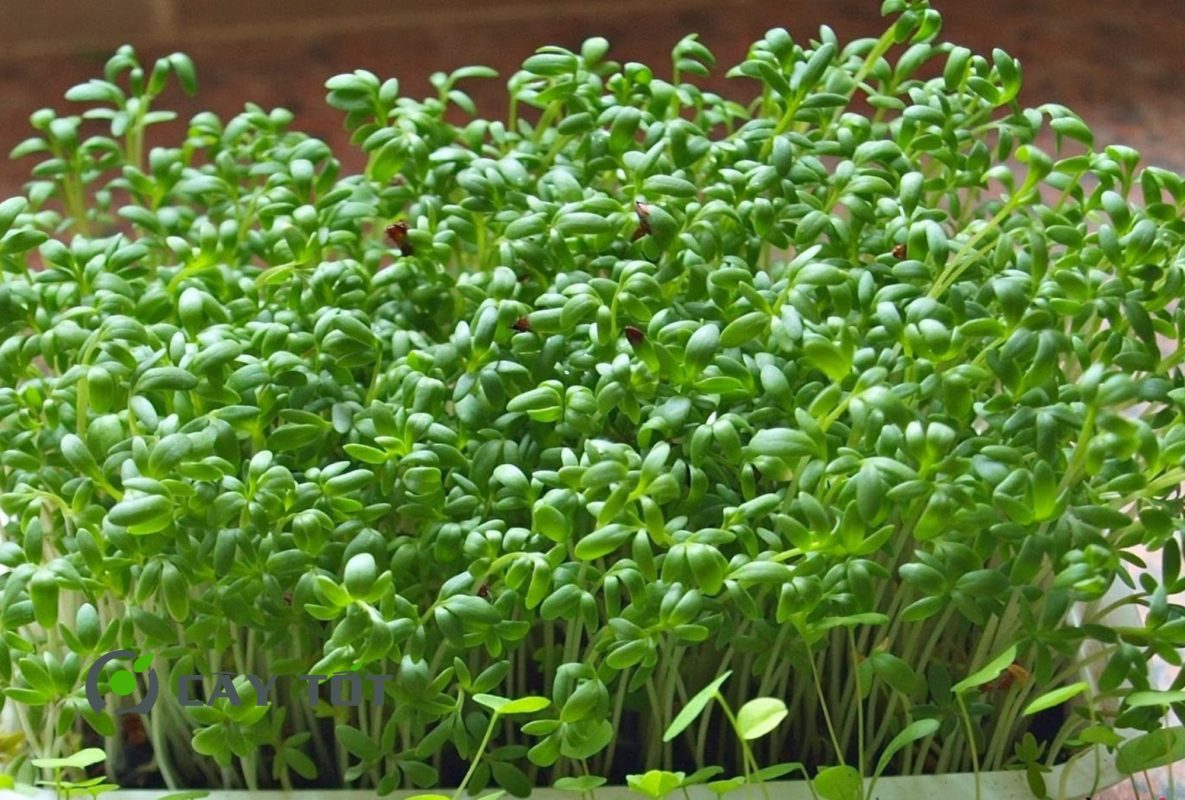 Hạt Giống Rau Mầm Củ Cải Trắng