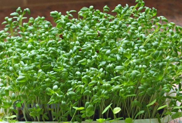 Hạt Giống Rau Mầm Củ Cải Trắng