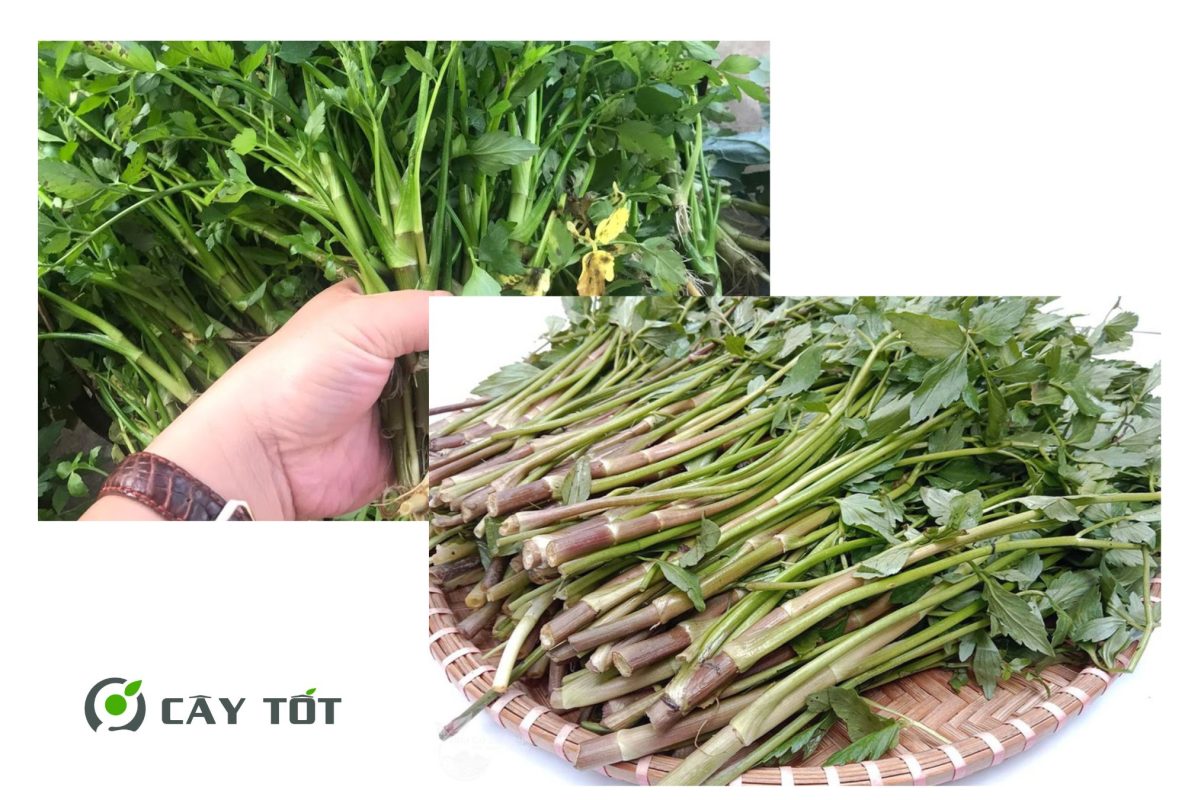 Hạt Giống Rau Cần Ống