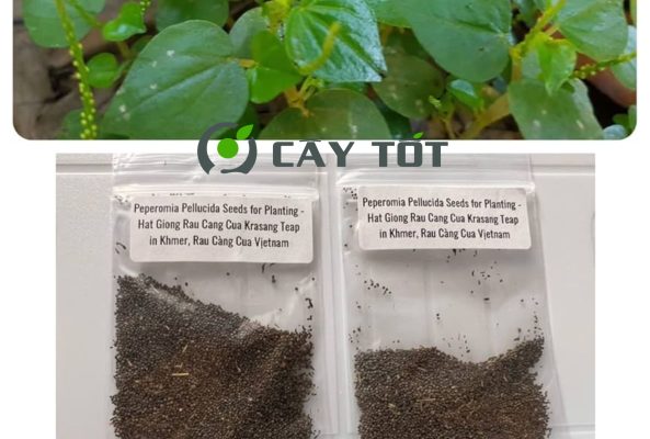 Hạt Giống Rau Càng Cua