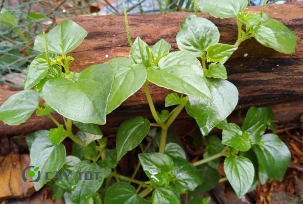 Hạt Giống Rau Càng Tôm