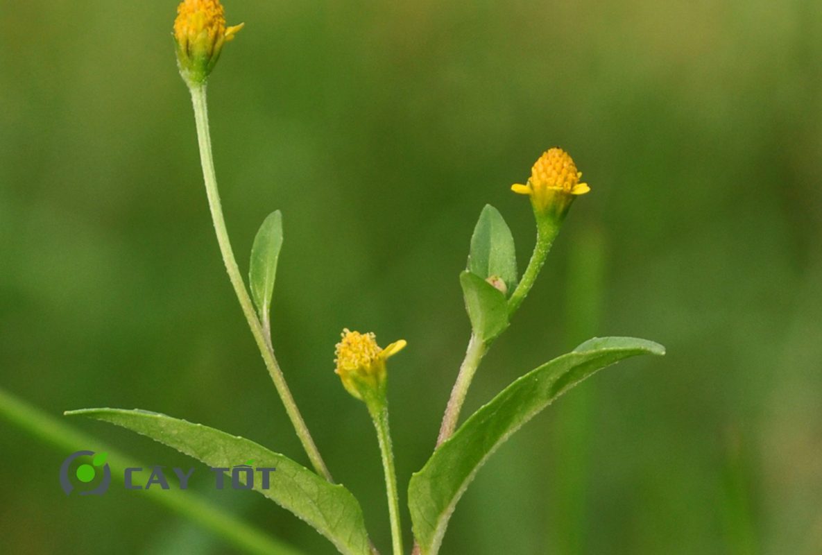 Hạt Giống Rau Cúc Áo