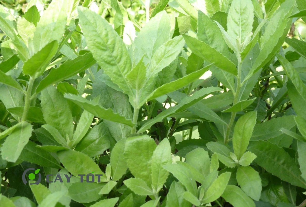 Hạt Giống Rau Cúc Tần