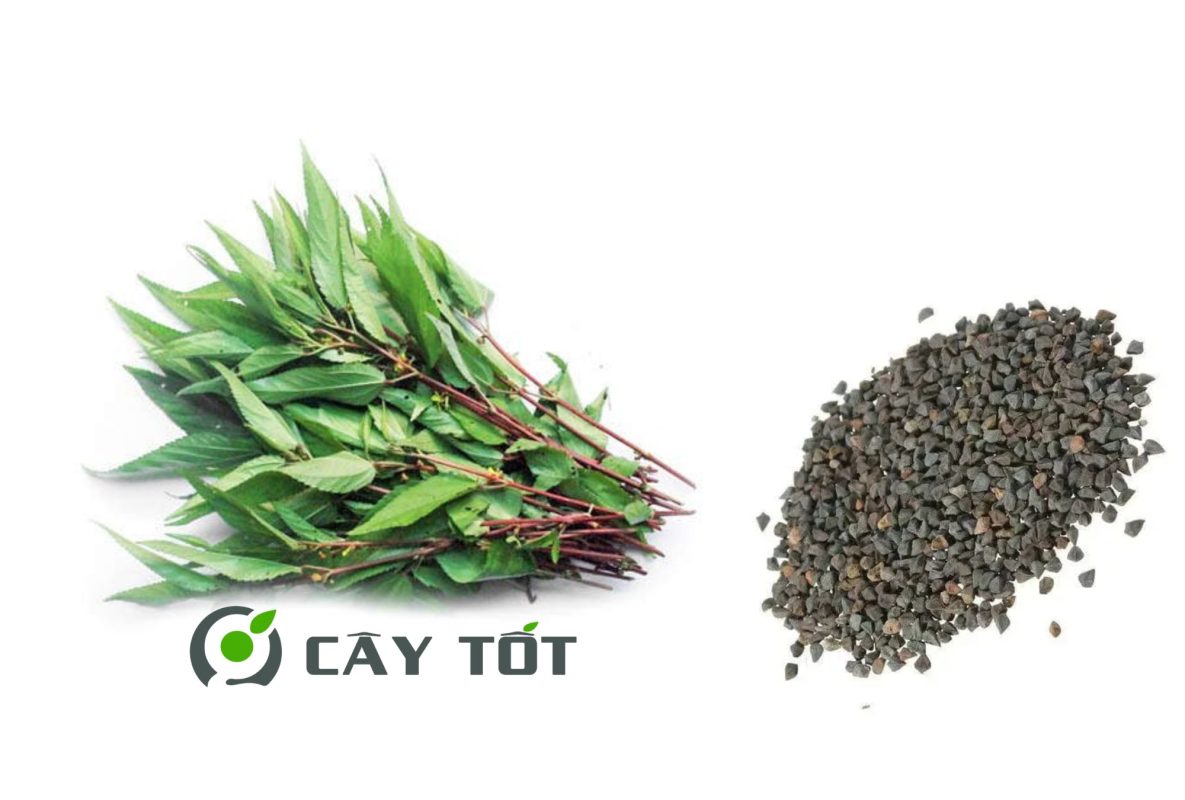 Hạt Giống Rau Đay