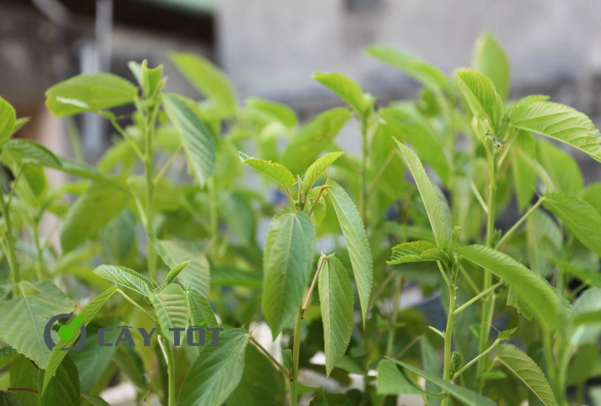 Hạt Giống Rau Đay Cao Sản