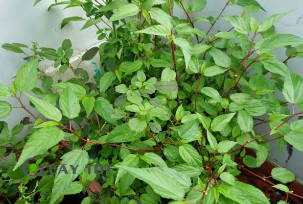 Hạt Giống Rau Đay Đỏ