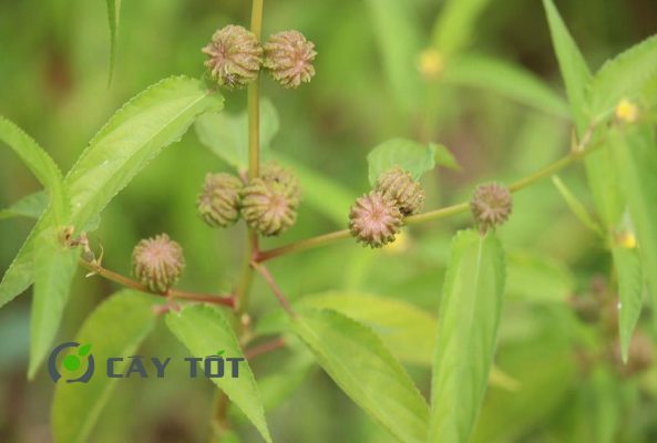 Hạt Giống Rau Đay Trắng