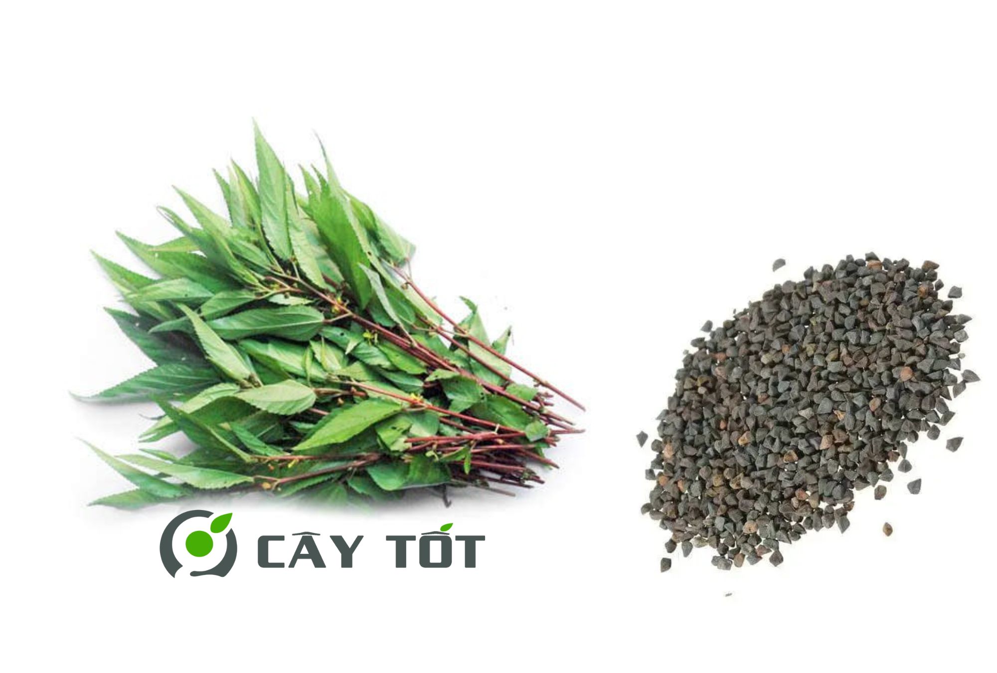 Top 5 Lý Do Bạn Nên Trồng Hạt Giống Rau Đay Ngay Hôm Nay