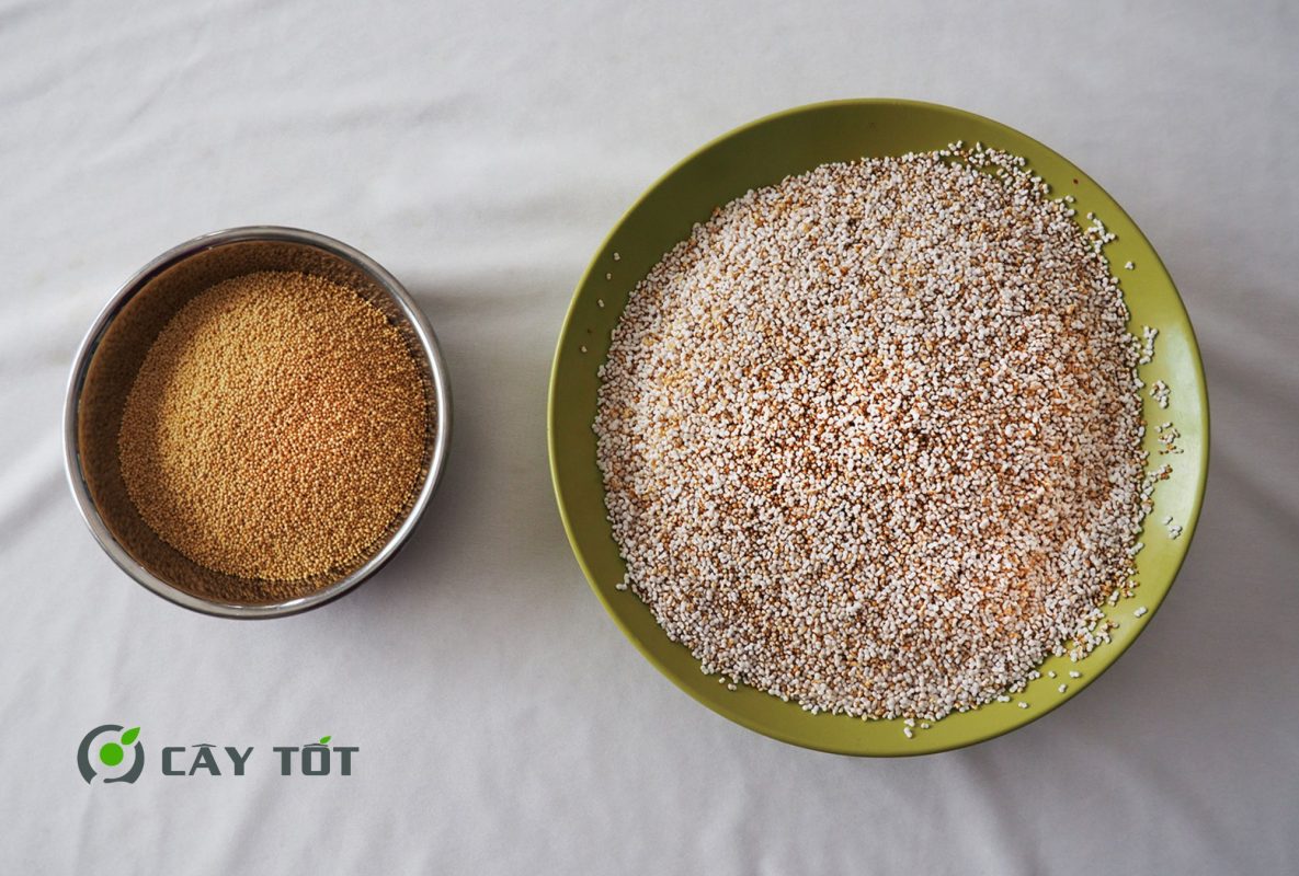 Hạt Giống Rau Dền Nhật